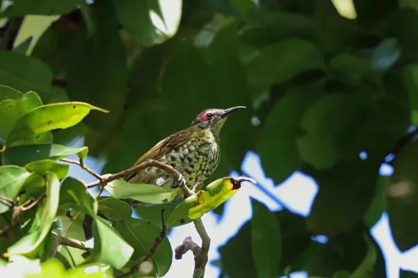 File:Xanthotis polygrammus 3232018.jpg