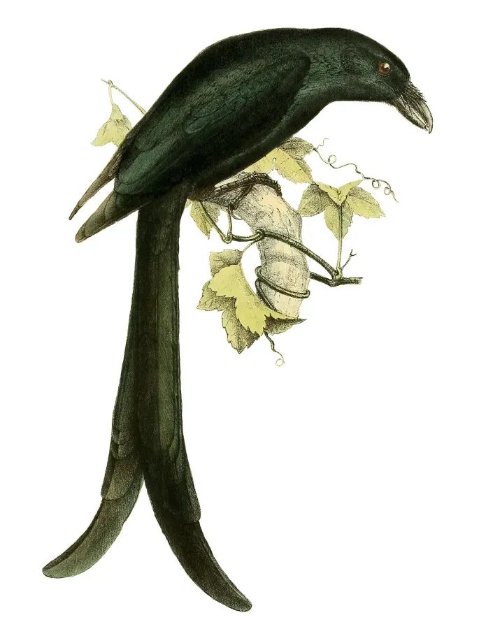 File:Dicrurus waldenii 1868.jpg