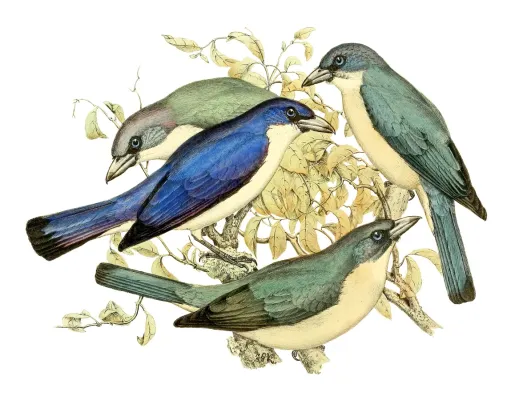 File:Cyanolanius madagascarinus 1868.jpg