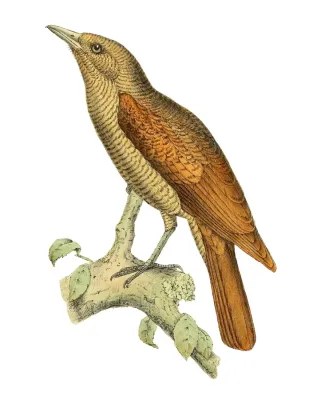 File:Oriolia bernieri 1868.jpg
