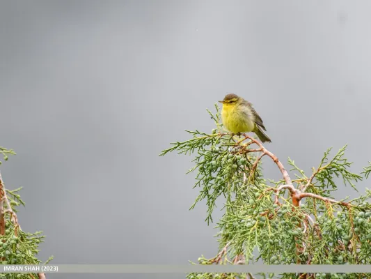 File:Tickell's Leaf Warbler (Phylloscopus affinis) (53745114517).jpg