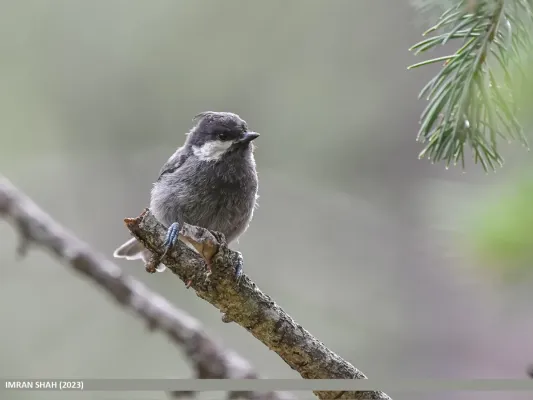 File:Rufous-naped Tit (Periparus rufonuchalis) (53746225933).jpg