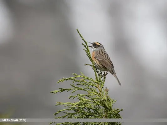 File:Rufous-breasted Accentor (Prunella strophiata) (53745116102).jpg