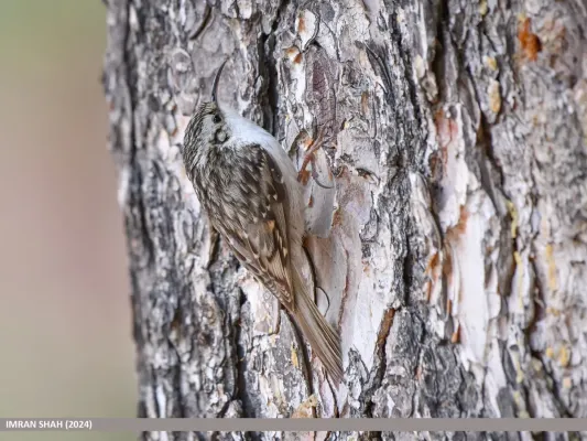 File:Hodgson's Treecreeper (Certhia hodgsoni) (53746227948).jpg