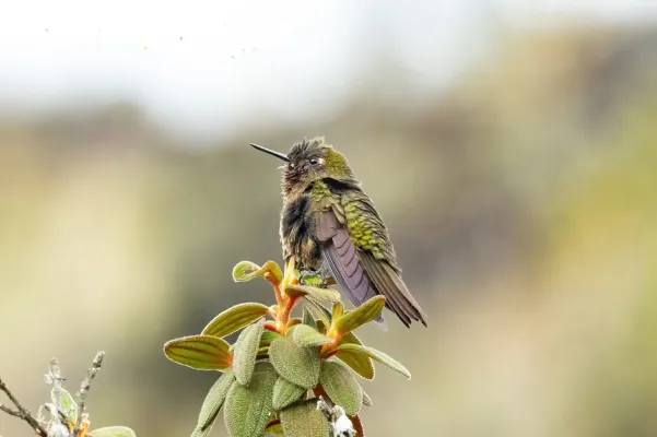 File:Metallura odomae 384572987.jpg