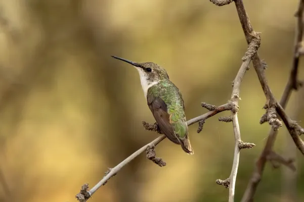 File:Eulidia yarrellii 357741284.jpg