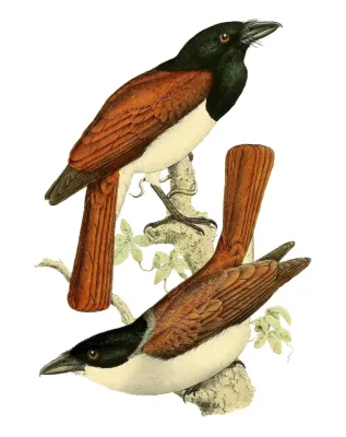 File:Schetba rufa 1868.jpg