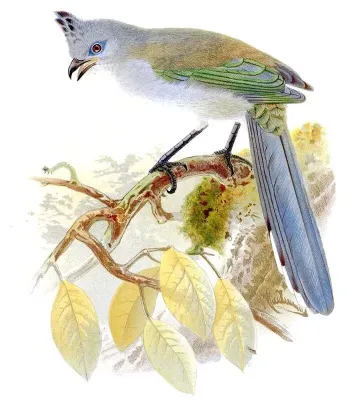 File:Coua verreauxi Keulemans.jpg