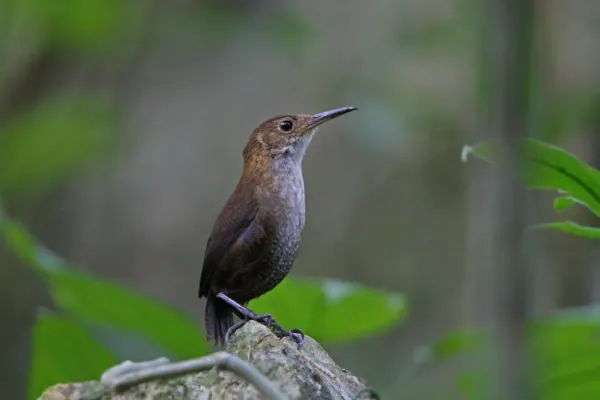File:Hylorchilus navai, Ocozocoautla de Espinosa, Chiapas 1.jpg