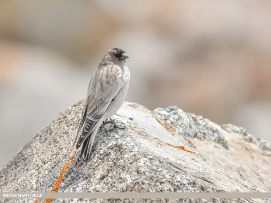 File:Brandt's Mountain Finch (Leucosticte brandti) (53753475984).jpg