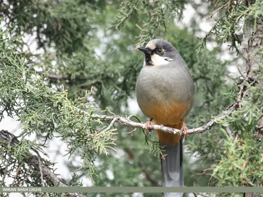 File:Variegated Laughingthrush (Trochalopteron variegatum) (53753338748).jpg