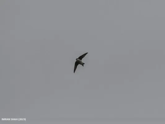 File:Asian House Martin (Delichon dasypus) (53433919342).jpg