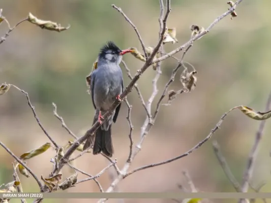 File:Black Bulbul (Hypsipetes leucocephalus) (53435156654).jpg