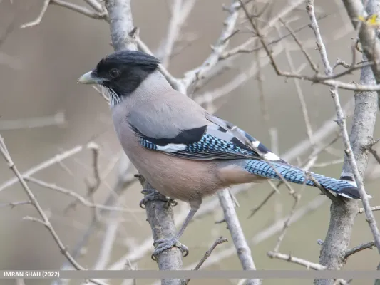 File:Black-headed Jay (Garrulus lanceolatus) (53435125054).jpg