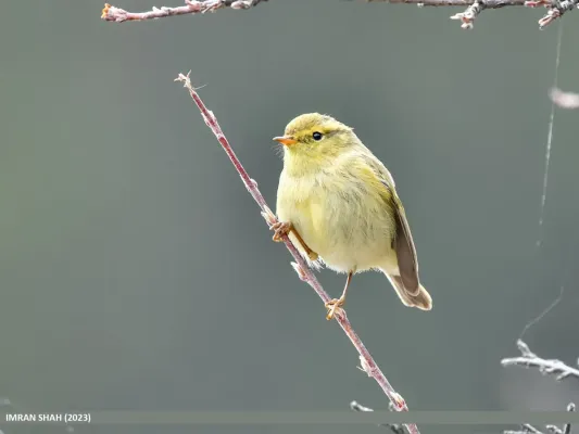 File:Brooks's Leaf Warbler (Phylloscopus subviridis) (53433875412).jpg