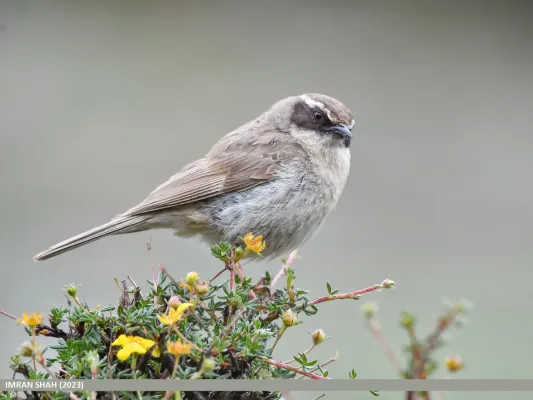 File:Brown Accentor (Prunella fulvescens) (53434942393).jpg