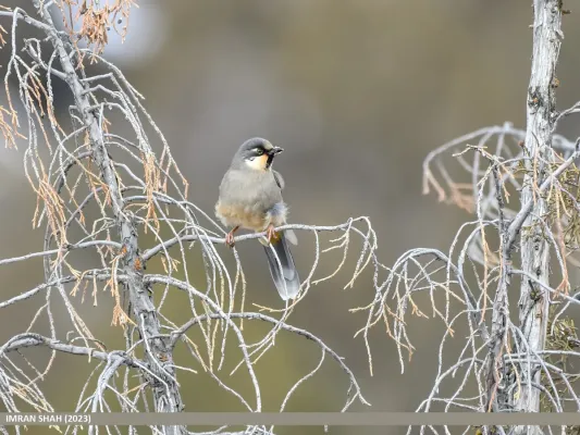 File:Variegated Laughingthrush (Trochalopteron variegatum) (53422874576).jpg