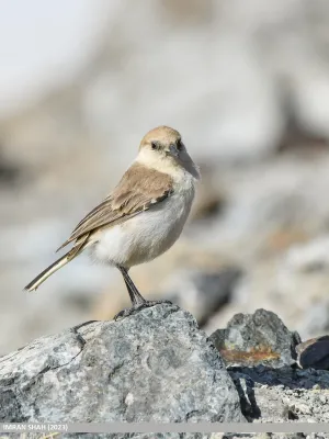 File:Ground Tit (Pseudopodoces humilis) (53421954537).jpg