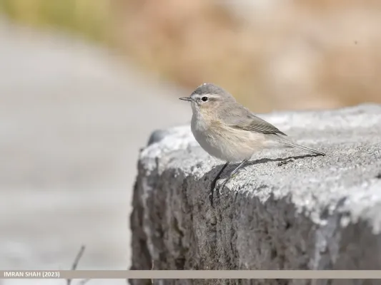 File:Mountain Chiffchaff (Phylloscopus sindianus) (53421953917).jpg