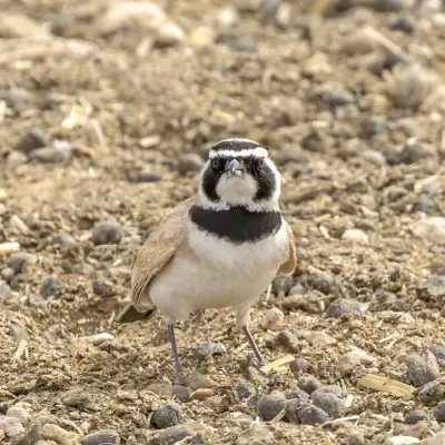 File:Temminck's lark (Eremophila bilopha) Kebili 2.jpg