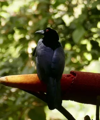 File:Manucodia chalybatus 341061018.jpg