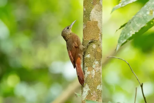File:Xiphorhynchus ocellatus 251393575.jpg
