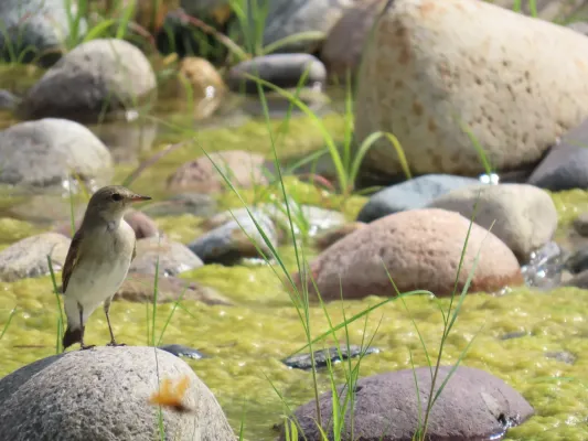 File:Syrtidicola fluviatilis en el Río Chanchamayo - Junín, Perú.jpg