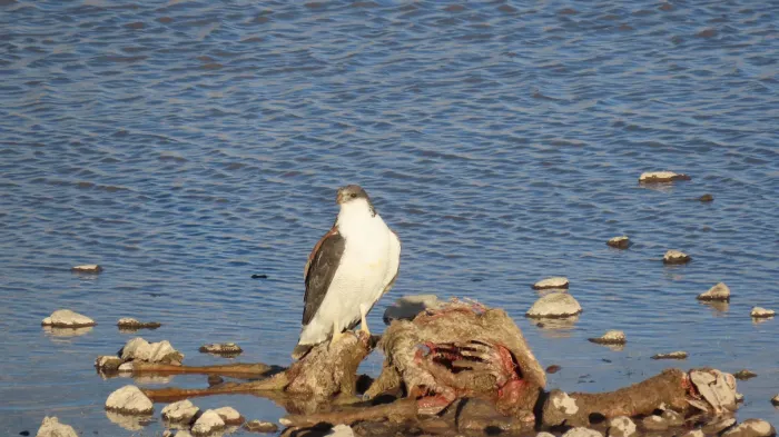 File:Geranoaetus polyosoma alimentandose en Apurímac - Perú.jpg