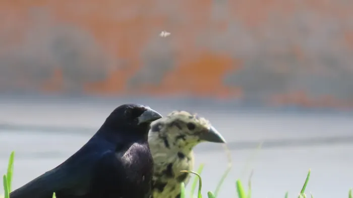 File:Molothrus bonariensis en Lima,Perú.jpg