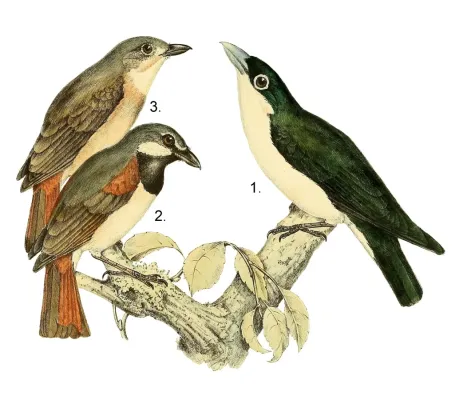 File:Calicalicus madagascariensis & Leptopterus chabert 1868.jpg