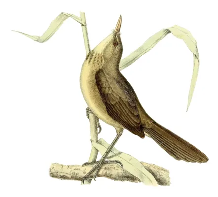 File:Acrocephalus newtoni 1868.jpg