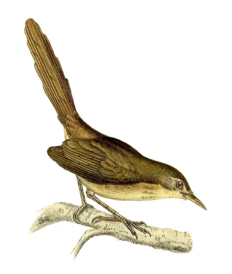 File:Nesillas typica typica 1868.jpg