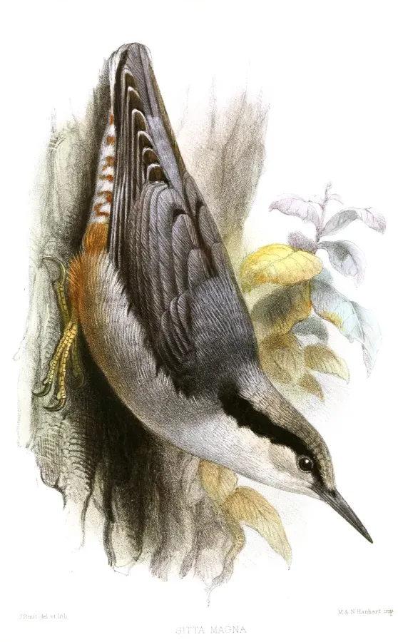 File:SittaMagnaSmit.jpg