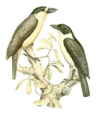 File:Xenopirostris damii 1868.jpg