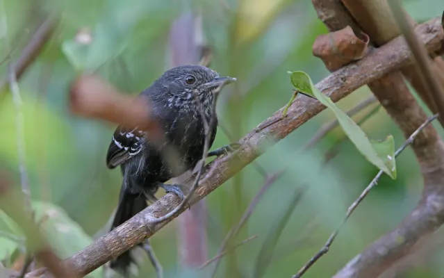 File:Cercomacra nigricans 104825484.jpg