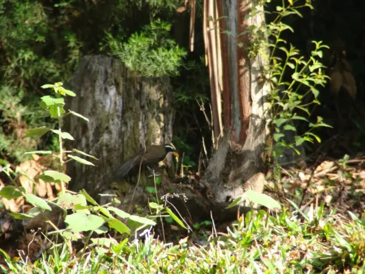 File:Indian Scimitar Babbler (Pomatorhinus horsfieldii).jpg