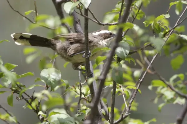 File:White-browed Babbler (Pomatostomus superciliosus) 1.jpg