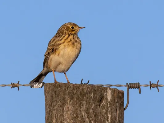 File:Anthus chacoensis Pampas Pipit; Saavedra, Buenos Aires, Argentina.jpg