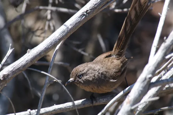 File:Wrentit (Chamaea fasciata).jpg