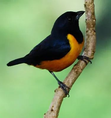 File:Euphonia rufiventris 1.jpg