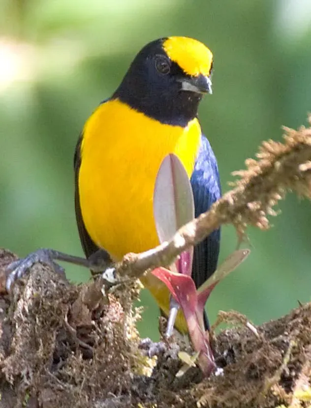 File:Euphonia xanthogaster 1.jpg
