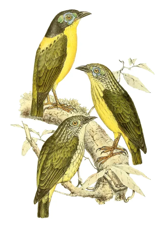 File:Philepitta schlegeli 1868.jpg