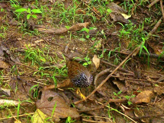 File:Peliperdix lathami, Odigbo, Nigeria 1.jpg