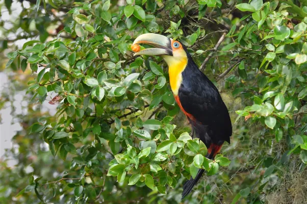 File:Tucano-de-bico-verde (Ramphastos dicolorus).jpg