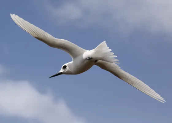 File:Gygis alba (Ascension Island).jpg