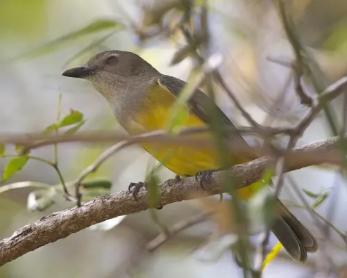 File:Pachycephala melanura female.jpg