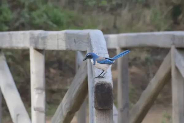 File:Aphelocoma californica on a railing at Año Nuevo Beach.jpg