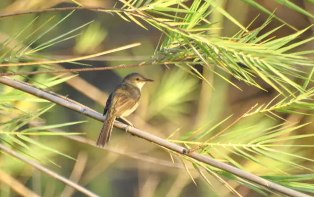 File:Rousserolle de Newton Acrocephalus newtoni - Madagascar Swamp Warbler du Lac Kinkony, Boeny, Madagascar.jpg