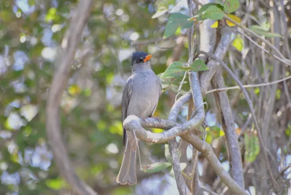 File:Bulbul de Madagascar Hypsipetes madagascariensis - Malagasy Bulbul.jpg