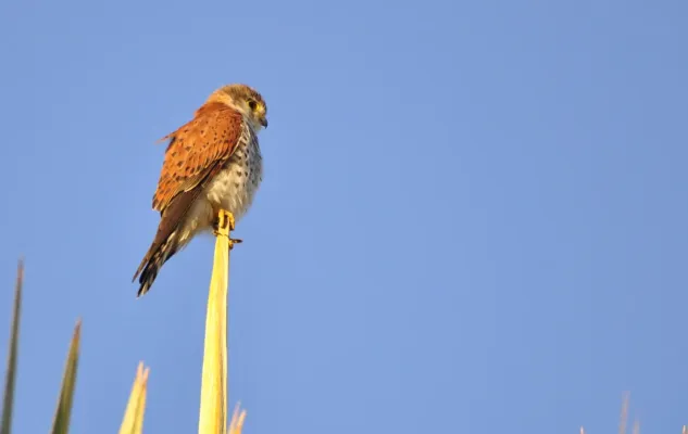 File:Crécerelle malgache, Falco newtoni - Malagasy Kestrel.jpg